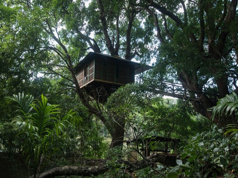 Tree House